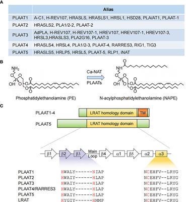 Phospholipase A and acyltransferase 4/retinoic acid receptor responder 3 at the intersection of tumor suppression and pathogen restriction